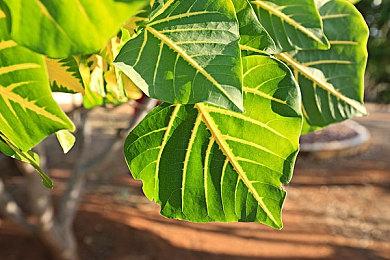 Ed Sheeran宝可梦合作单曲《Celestial》 9月30日公布